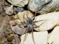Pardosa wagleri